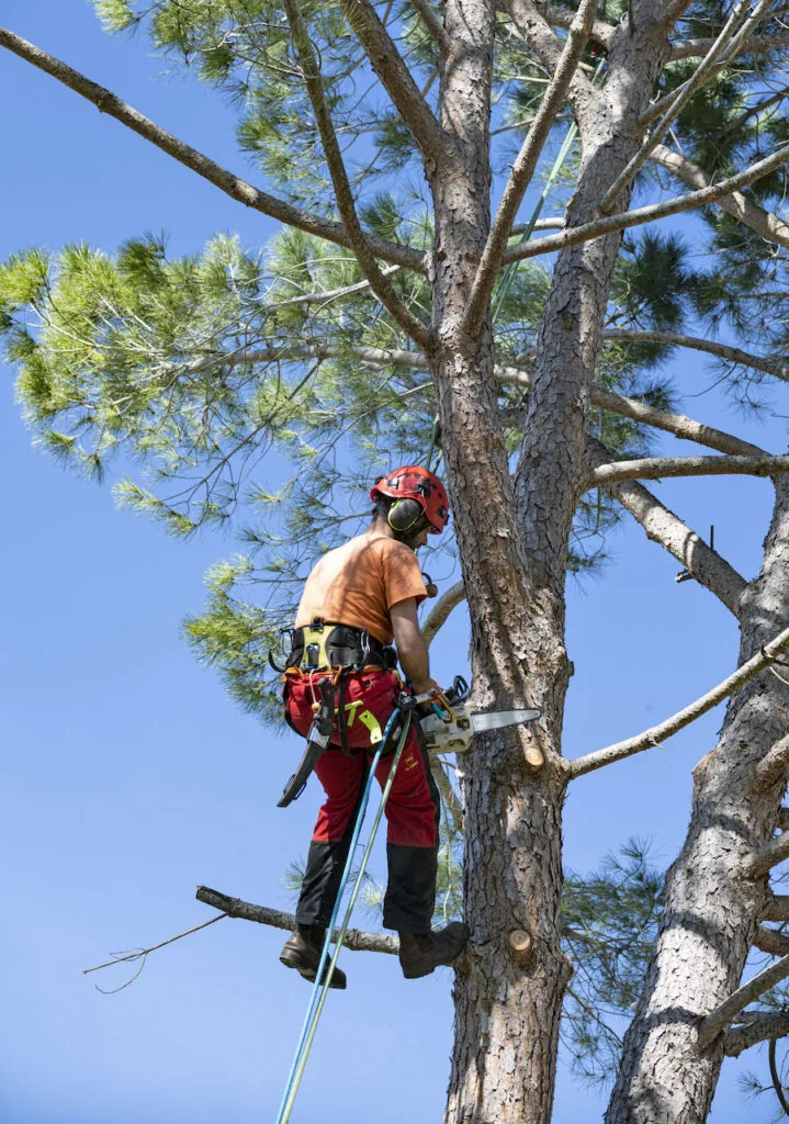 Tree Loppers